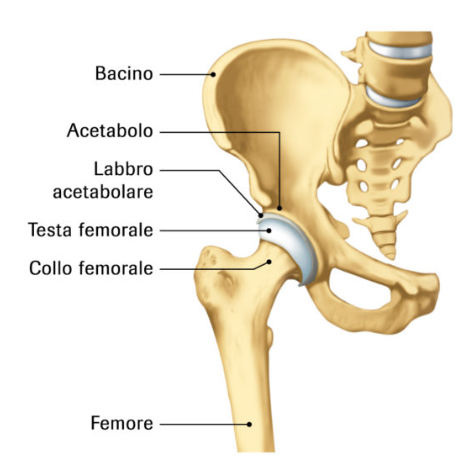 Fig. 1: Anatomia dell'articolazione coxo-femorale