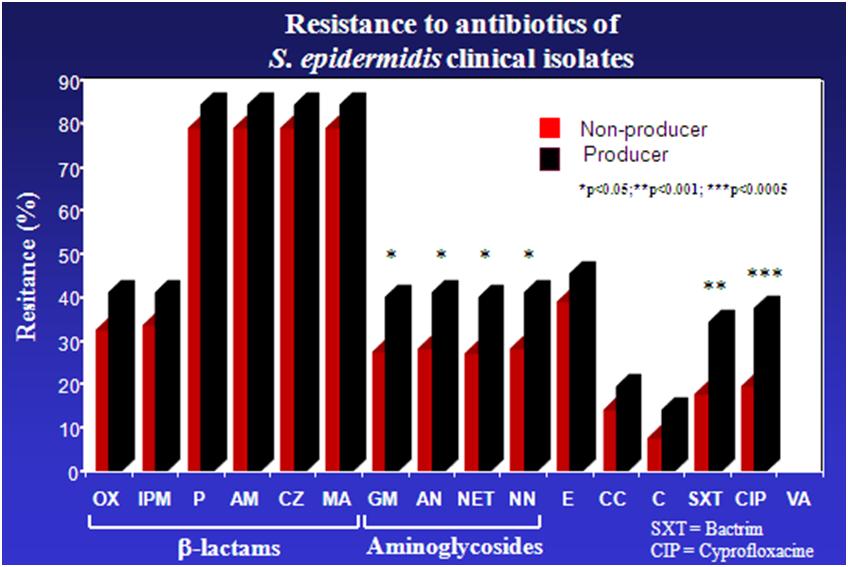 Biofilm-forming strains are more frequently antibiotic-resistant than non biofilm-forming strains, particularly to aminoglycosides