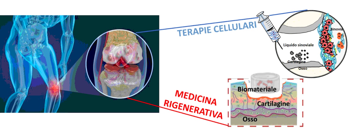 Immagine rigenerazione dei tessuti osteoarticolari