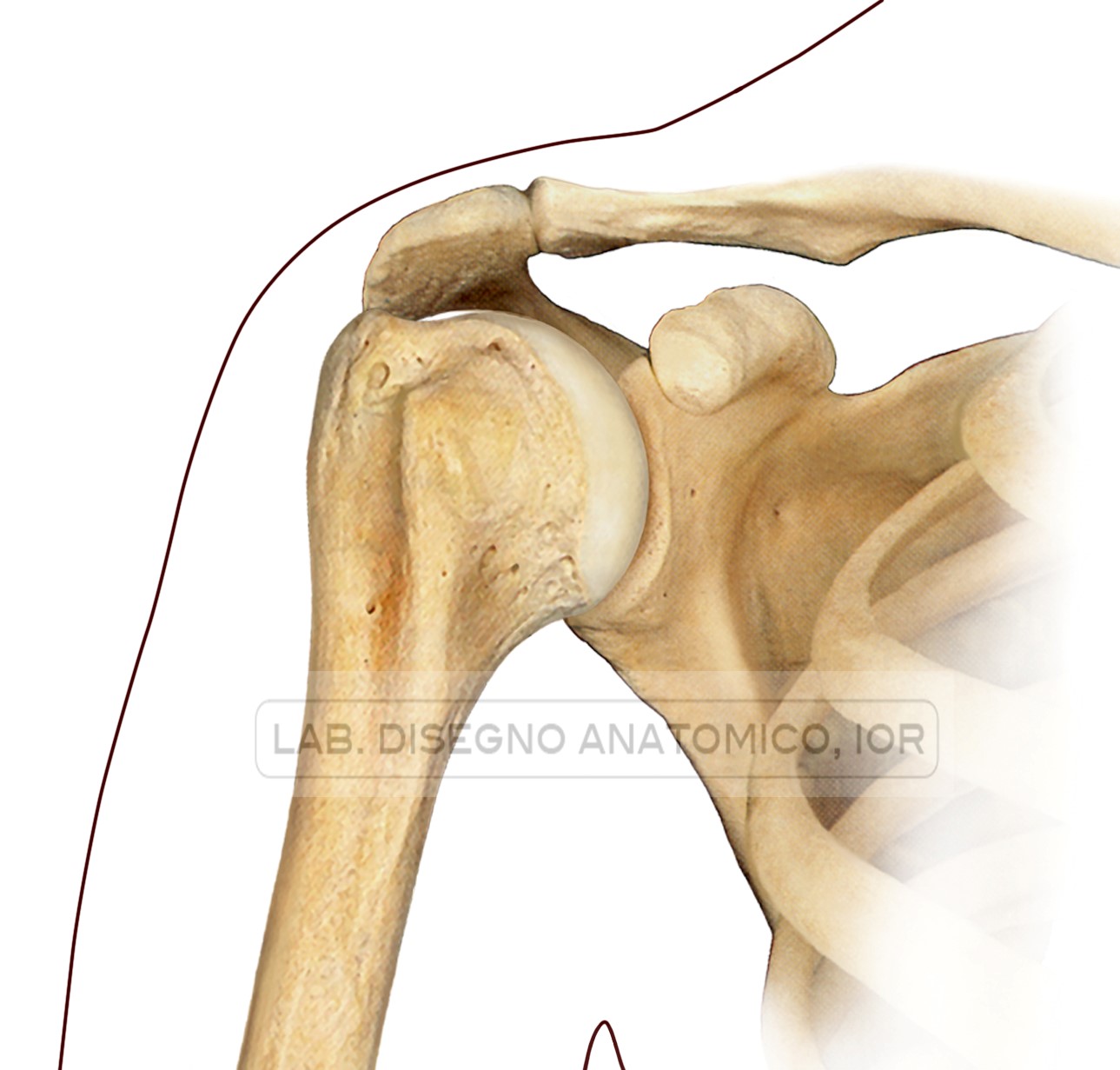 Fig. 1 – L’articolazione della spalla (scapolo-omerale)