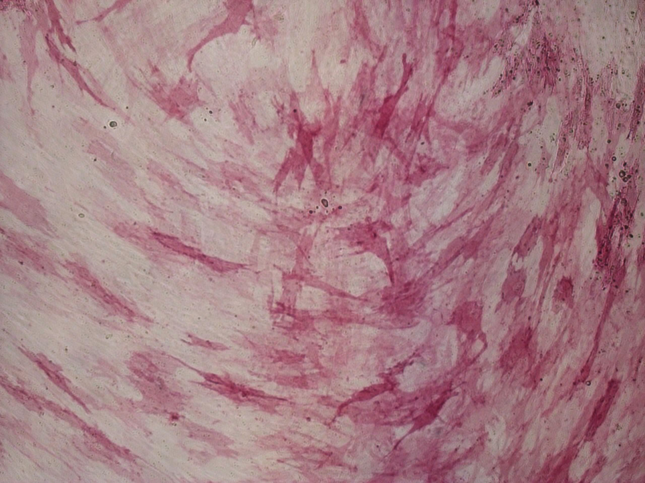 Figure 1 - MSC, expression of alkaline phosphatase Figure 1 - MSC, expression of alkaline phosphatase