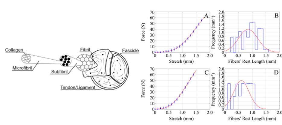 Fig. 3 – Struttura simulata e confronto tra i dati sperimentali e il modello matematico Fig. 3 – Struttura simulata e confronto tra i dati sperimentali e il modello matematico