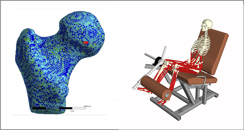 Examples of subject-specific finite element models of the femur (left) and musculoskeletal dynamics model (right)
