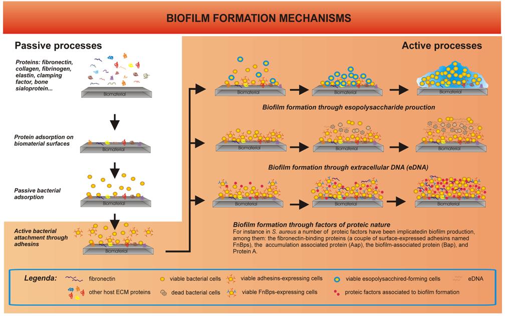 Campoccia D., Montanaro L., and Arciola CR (2012). "Implant infections and infection resistant materials". In: Degradation of Implant Materials. Noam Eliaz Editor, p. 347-358, New York: Springer Campoccia D., Montanaro L., and Arciola CR (2012). "Implant infections and infection resistant materials". In: Degradation of Implant Materials. Noam Eliaz Editor, p. 347-358, New York: Springer