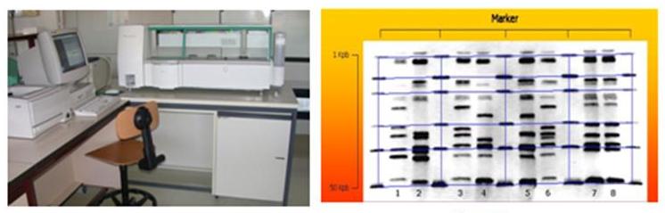 RiboPrinter® and analysis: the bacteria are typed through an automatic analysis of genes and rDNA polymorphisms and divided in ribo-groups. The ribo-groups virulent characteristics are studies (adhesiveness, biofilm production, toxins production, antibiotic-resistance) and the most aggressive and epidemical clones are identified RiboPrinter® and analysis: the bacteria are typed through an automatic analysis of genes and rDNA polymorphisms and divided in ribo-groups. The ribo-groups virulent characteristics are studies (adhesiveness, biofilm production, toxins production, antibiotic-resistance) and the most aggressive and epidemical clones are identified