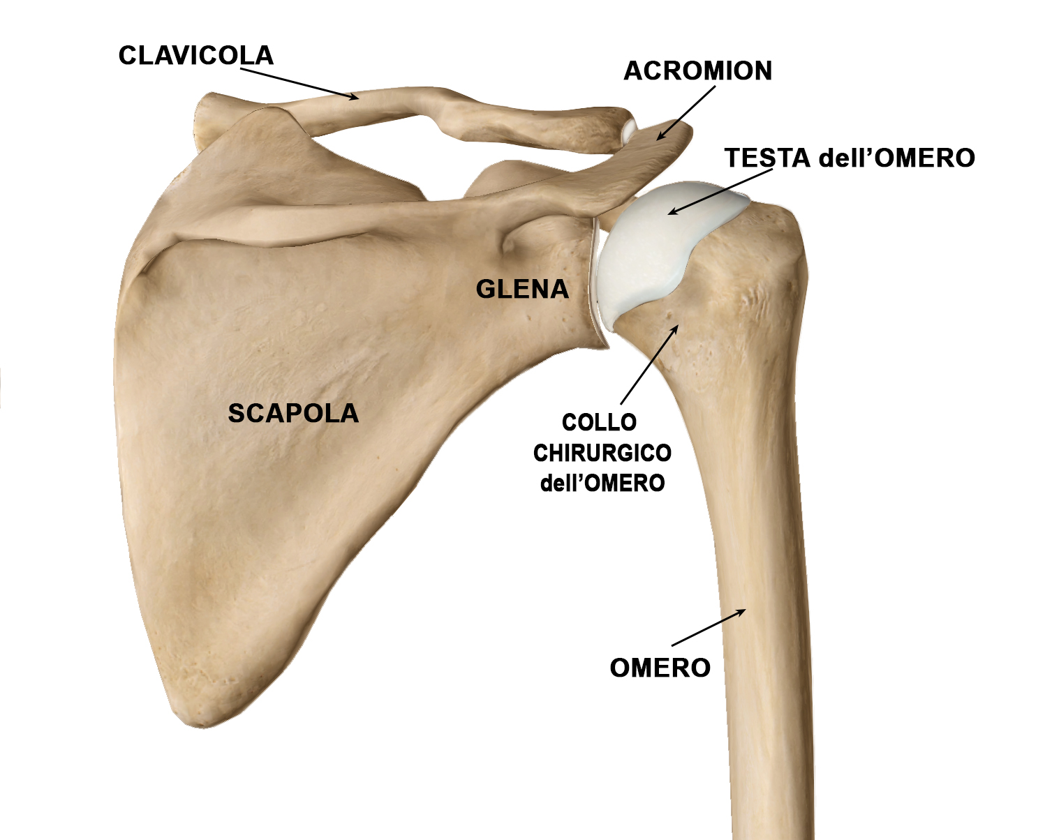 Fig. 1 - Anatomia ossea della spalla