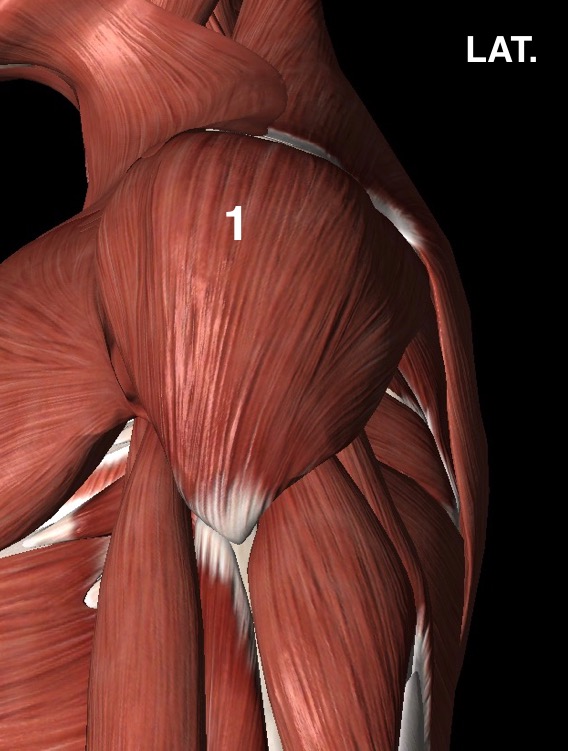 Fig. 2 - Visione laterale dell'anatomia muscolare della spalla (1, muscolo deltoide)