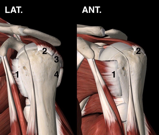  Fig. 3 - Visione anteriore e laterale dell'anatomia muscolare della spalla (tendini dei muscoli della cuffia dei rotatori: 1, tendine del muscolo sottoscapolare; 2, tendine del muscolo sovraspinoso; 3, tendine del muscolo sottospinoso; 4, tendine del muscolo piccolo rotondo)