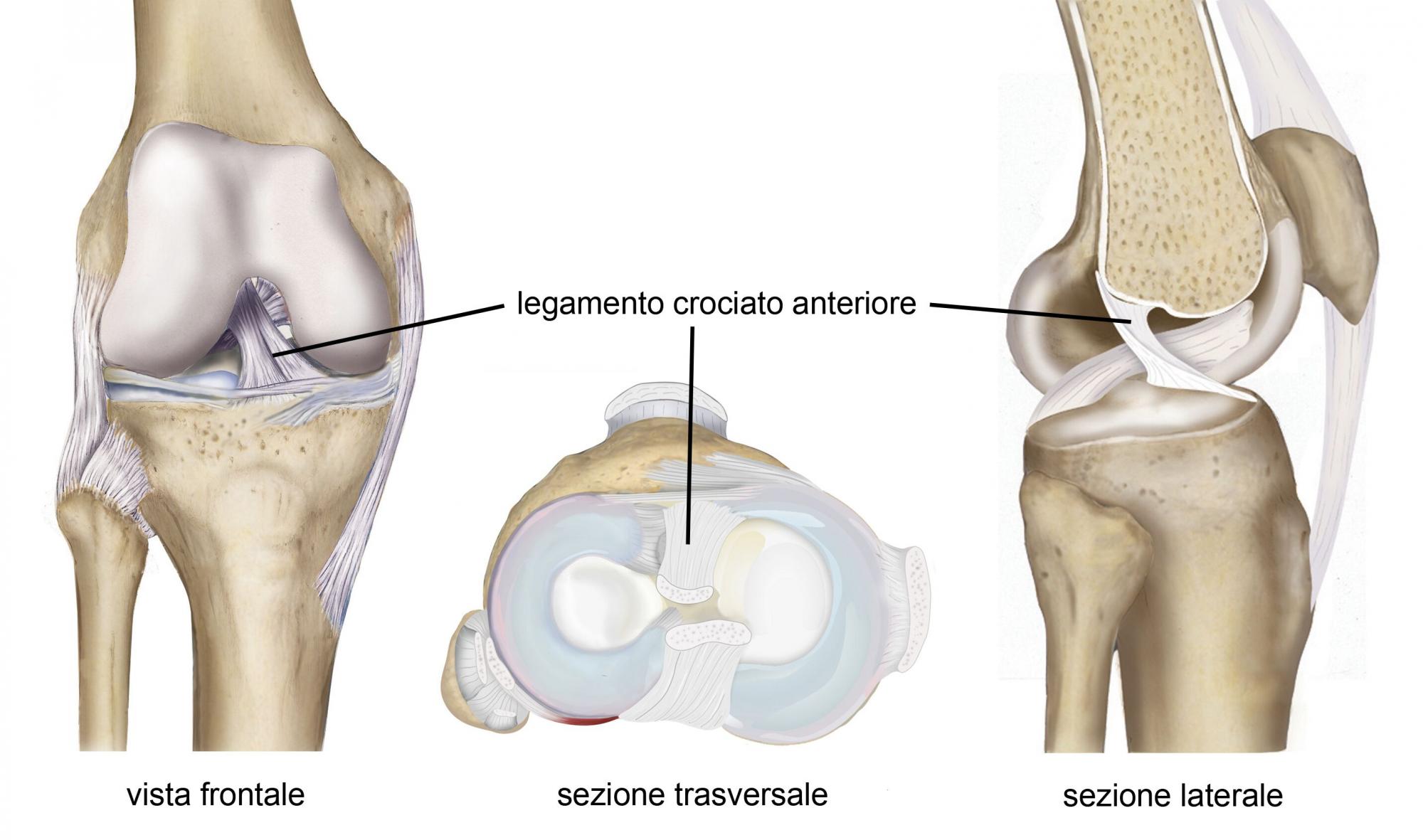 Fig.1 - Rappresentazione schematica del ginocchio